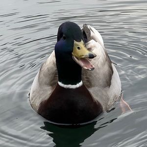 Meet your Posher, Steven